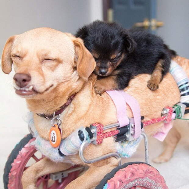 Дейзи — жизнерадостная собака с парализованными лапами