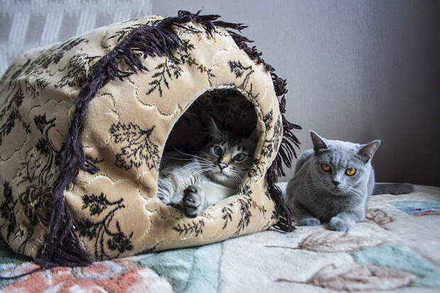 Забавные коты. часть 14 (30 фото)