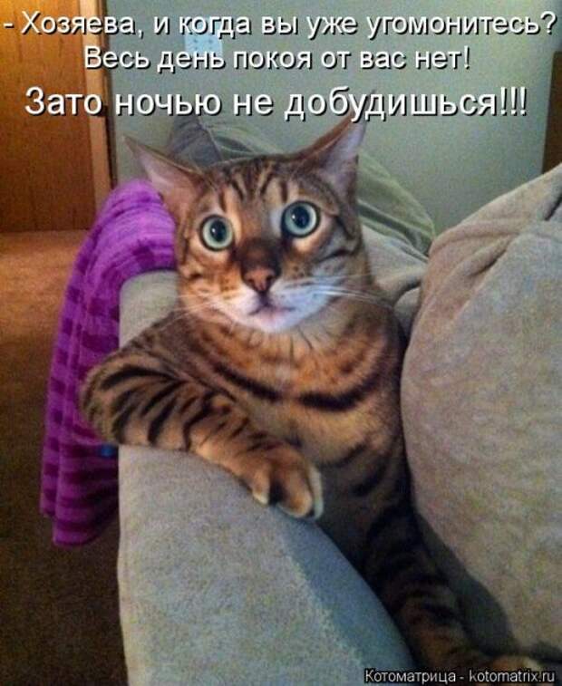 Замечательная котоматрица (27 фото)