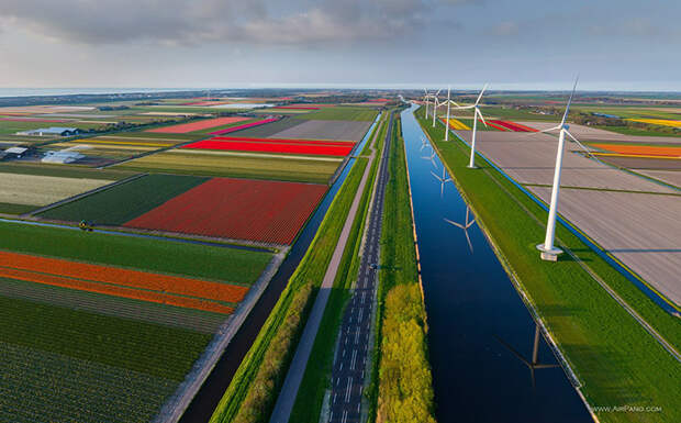 Поля тюльпанов и ветряные мельницы в Голландии