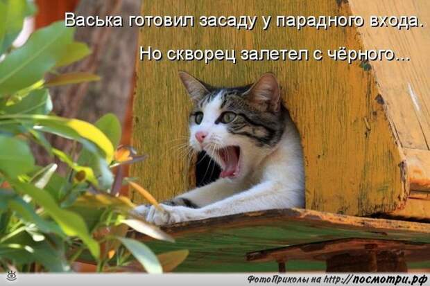 Забавные и жизнерадостные звери 22