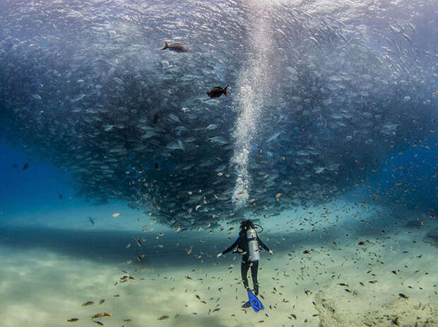 Лучшие снимки National Geographic 2015