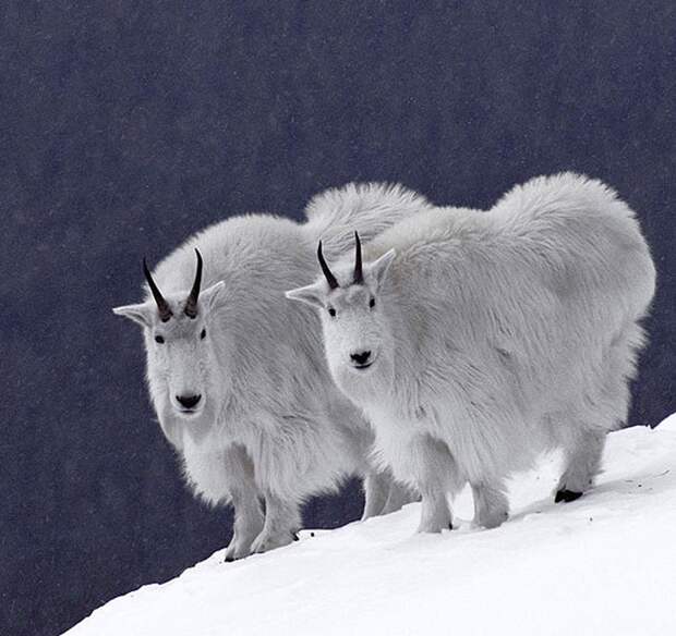AnimalTwins07