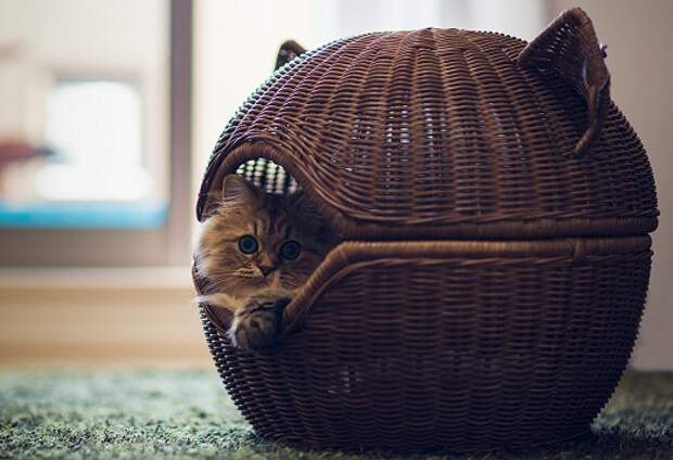 Корзины