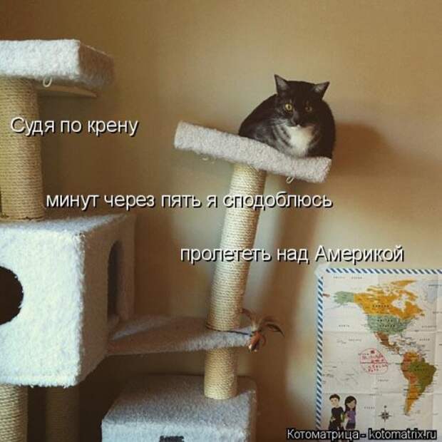 Новая котоматрица для хорошего настроения (33 фото)