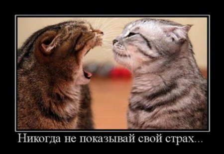демотиваторы о любви, большая подборка.