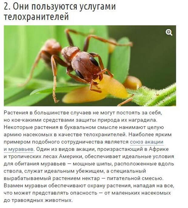 10 странных вещей, которые умеют делать деревья 10 странных вещей, которые умеют делать деревья