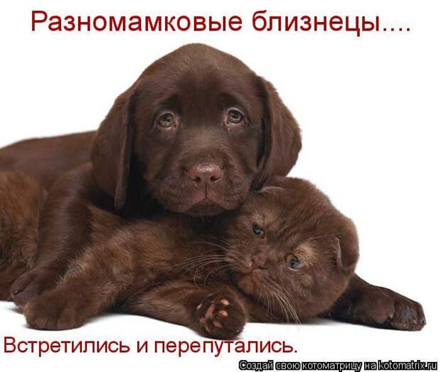 Лучшие котоматрицы недели