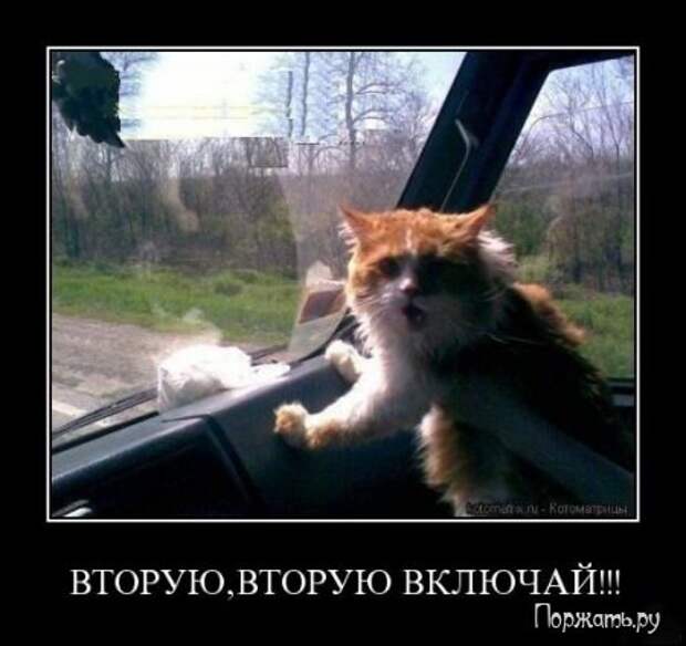 Димативаторы (21 фото)
