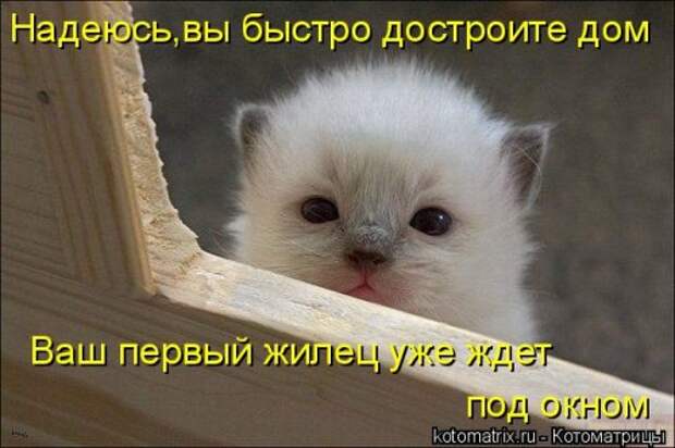 Новая котоматрица (28 фото)