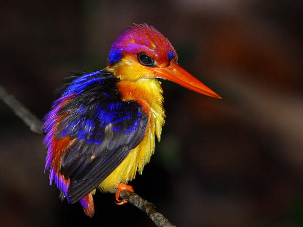 Красочный мир птиц