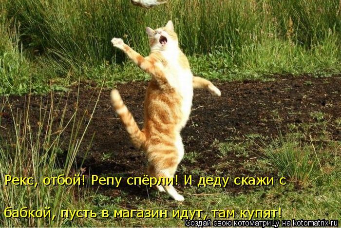 Лучшие котоматрицы недели (50 фото)