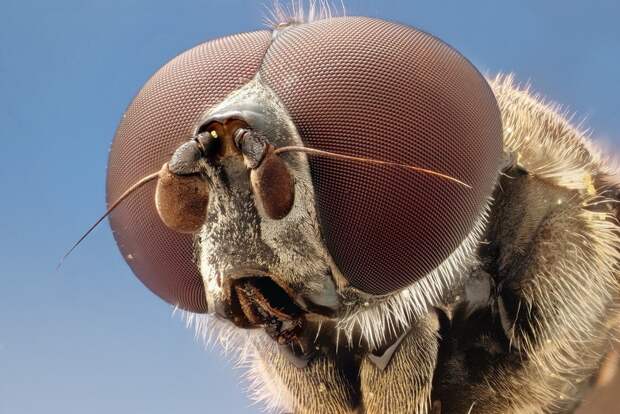 insects28 insects28 Портреты насекомых