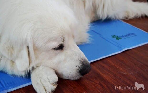 Green Pet Shop - Cool Pet Pad