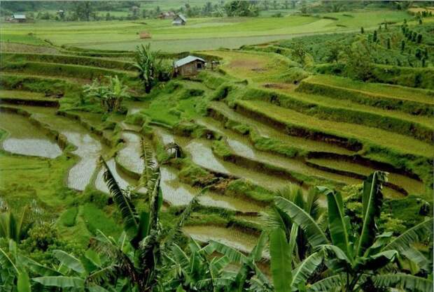 3. А чего стоят эти живописные рисовые склоны в Западной Суматре! индонезия, красота, природа, фото