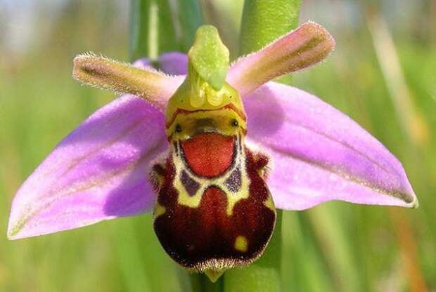Орхидея «Смеющийся шмель» — Ophrys bomybliflora интересное, цветы в мире, юмор