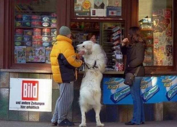 Ни дня без верного друга! (35 фото)