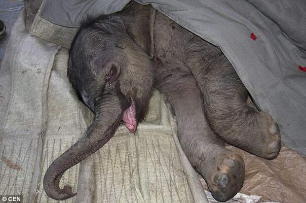 Новорожденный слонёнок проплакал пять часов 