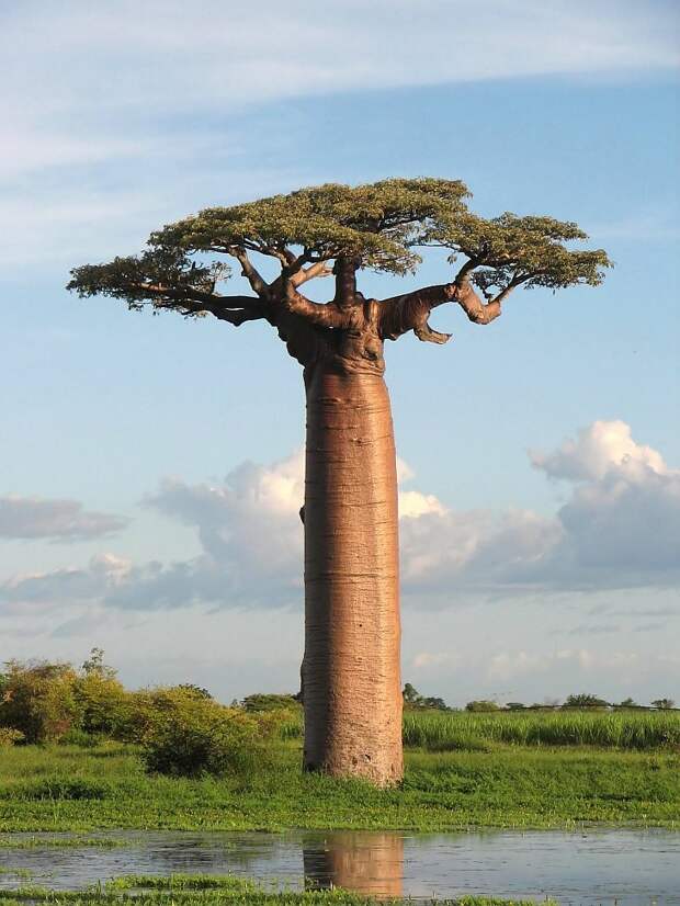 Самое необычное дерево в мире в фотографиях