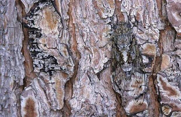 camouflaged_animals_2