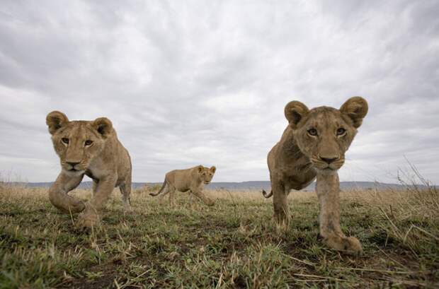 Львы в заповеднике Масаи Мара, Кения африка, животные, львы, факты, фотография