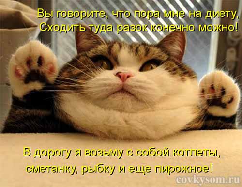 Кулинарные котоматрицы