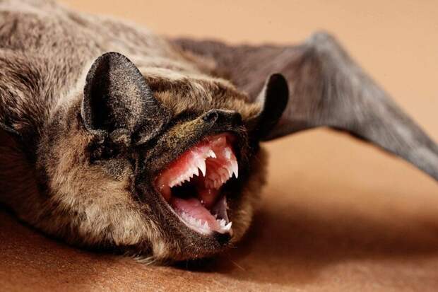 Зубы летучей мыши животные, занимательно, интересно, необычно, природа, ракурс, факты