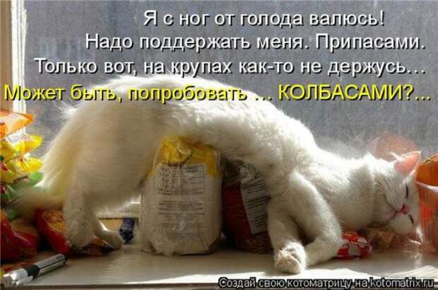 Котоматрицы(картинки с надписями)