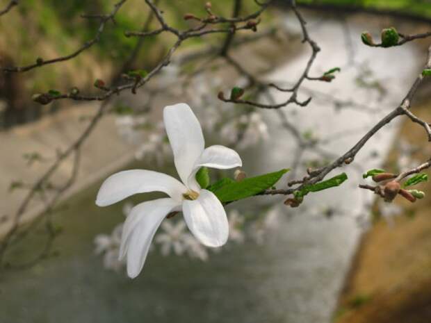 Магнолия кобус (лат. Magnolia kobus)