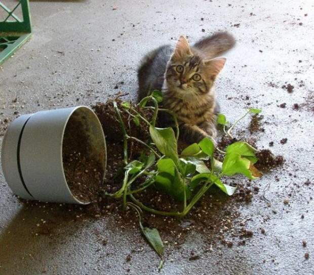 Котострофа коты, один дома