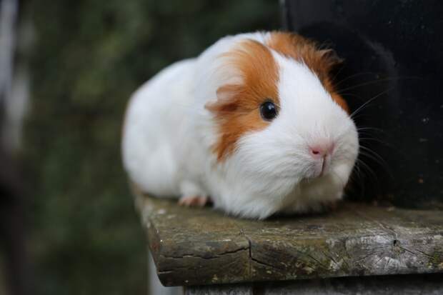8. Пигалица  guinea pig, животные, морская свинка