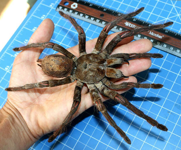 Самый большой паук. Самый большой паук. Самые большие животные, животные, рекорды