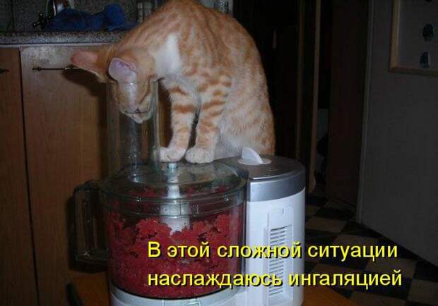животные