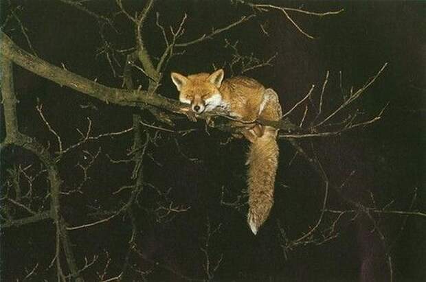 Забавные Животные