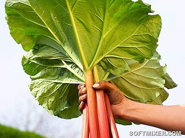 rhubarb