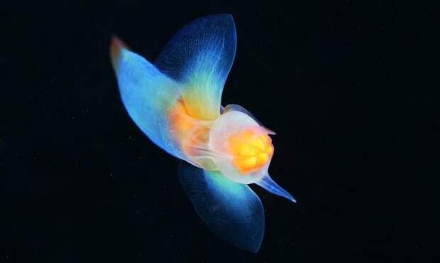 морской ангел, Интересные факты о моллюсках