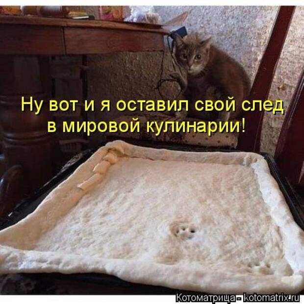 Новая котоматрица (37 фото)