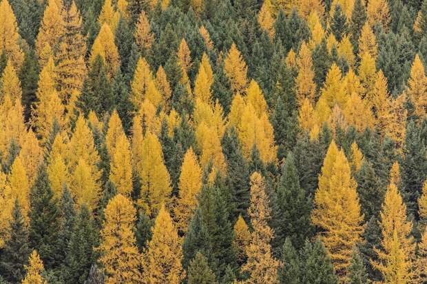 Не только потепление, но и вырубка леса: почему тает вечная мерзлота в Якутии 