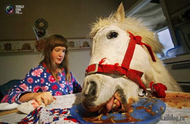 Необычные домашние животные (55 фото) Необычные домашние животные (55 фото)