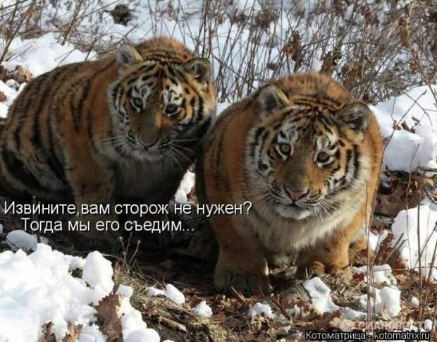 Котоматрицы(картинки с надписями)