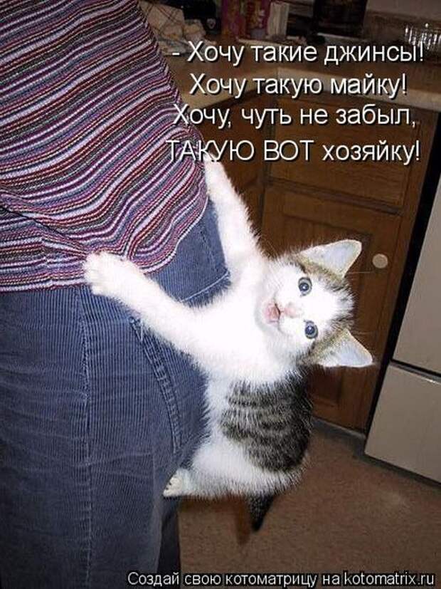 Лучшие котоматрицы недели