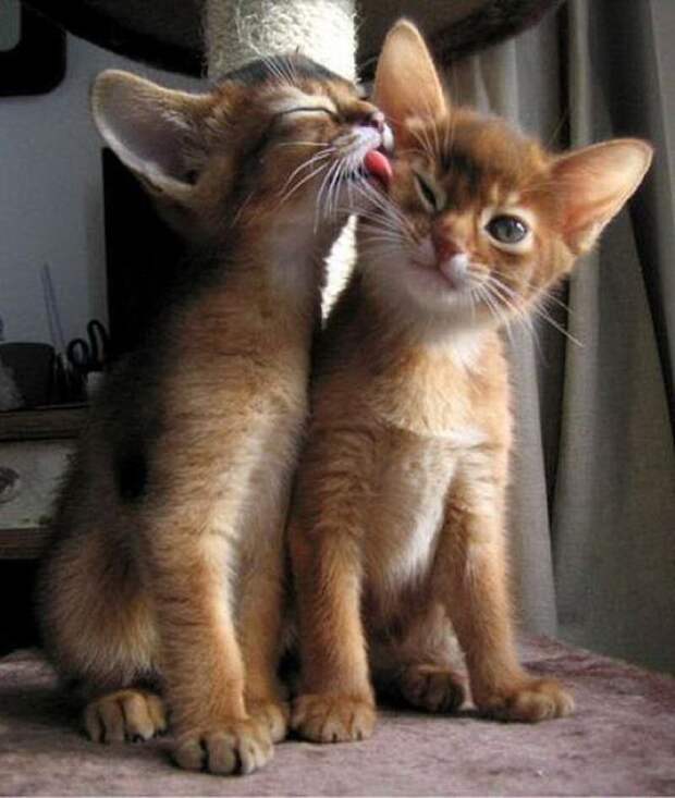 lolcats15 100 лучших фотографий кошек всех времен и народов