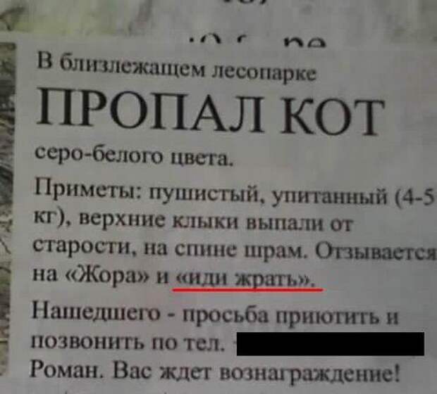 Остроумные объявления о пропаже животных, которые заставят улыбнуться животные, коты, прикол, юмор