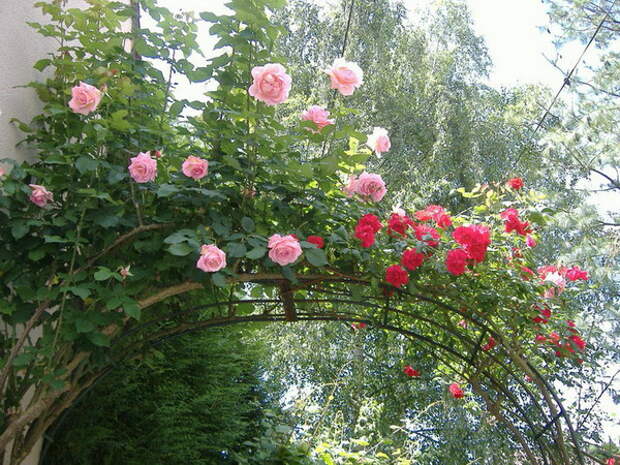 4497432_rosesingardeninspiration12 (600x450, 156Kb)