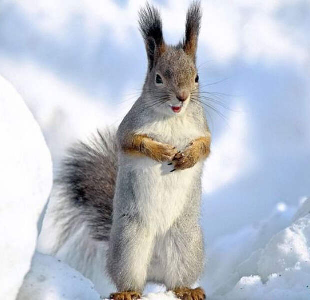 смешные животные