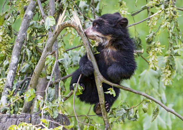 Детёныш очкового медведя. (Tambako The Jaguar)