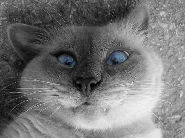 Милейшие косоглазые коты, чей изъян делает их уникальными животные, косоглазые  коты