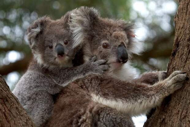 В течение первого полугода жизни детеныш коалы «путешествует» на спине или на животе матери, вцепившись в ее мех. В 30-недельном возрасте он начинает поедать полужидкие родительские экскременты, состоящие из полупереваренных листьев эвкалипта. Таким образом в кишечник маленьких коал попадают микроорганизмы, необходимые для пищеварения