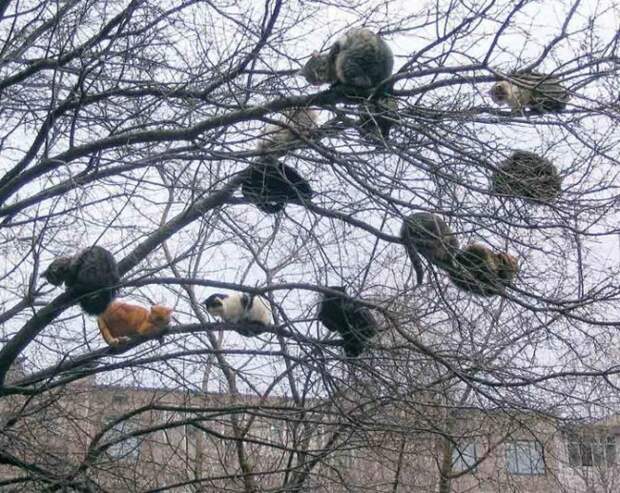 Коты, что парят, словно птицы Коты, что парят, словно птицы