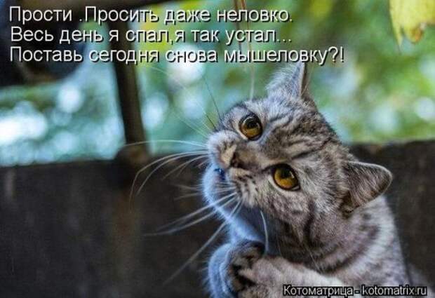 Котоматрицы(картинки с надписями)
